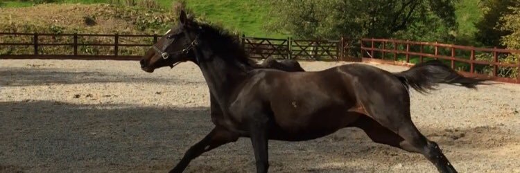 primoequus's profile banner image