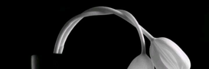 gampongeric's profile banner image