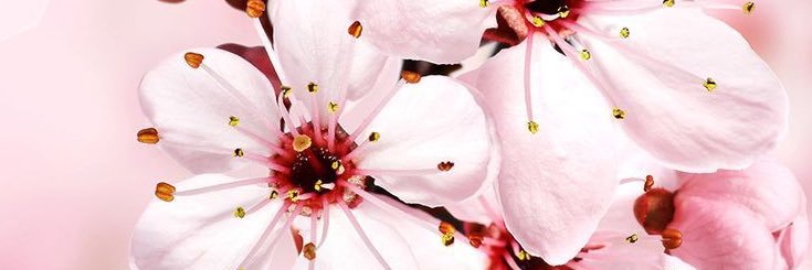aileen banner