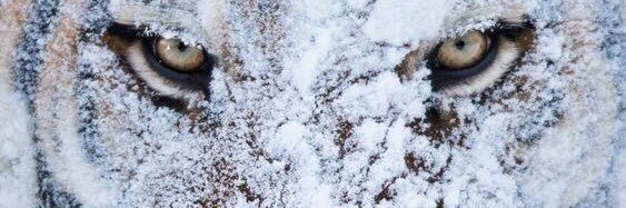 el3ameli's profile banner image