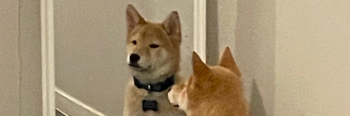 justbarkingtv's profile banner image