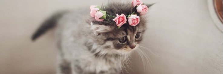 imaprittykitty's profile banner image