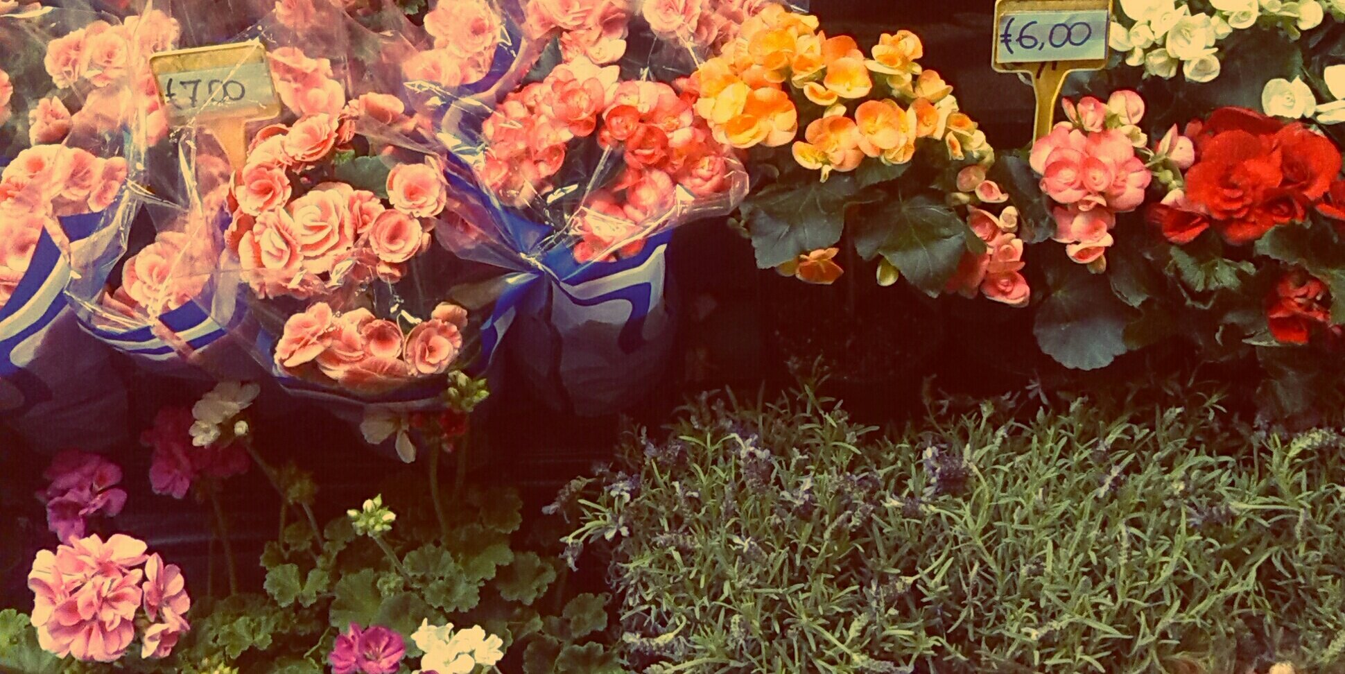 cettimas's profile banner image
