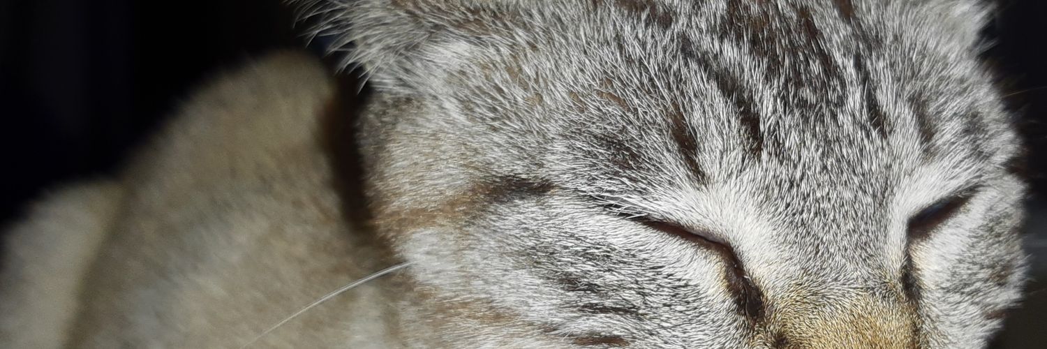 wilrafdut's profile banner image