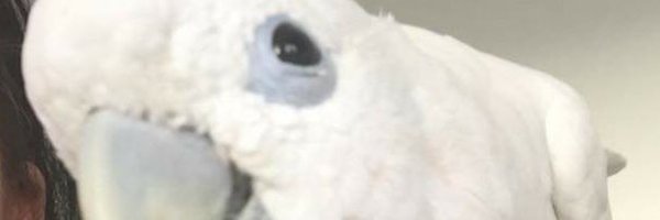 SmooGoo Profile Banner