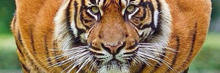 Da_Mbuang's profile banner image