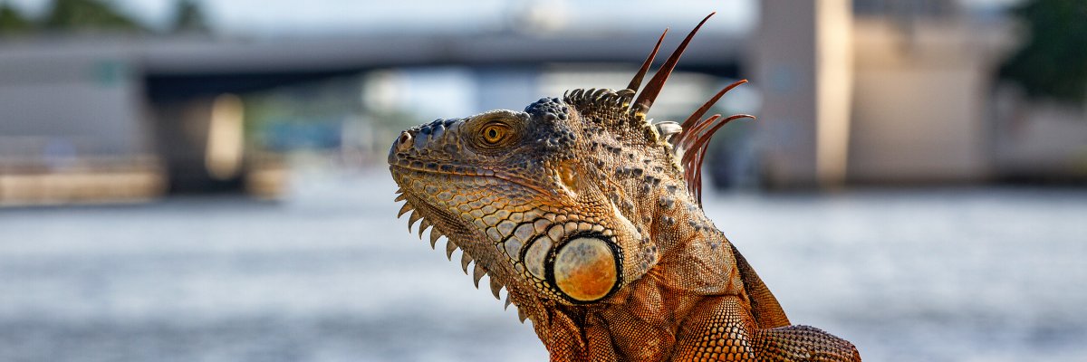 KarmaCandy's profile banner image
