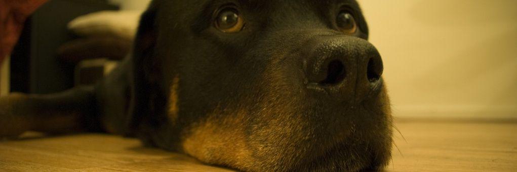dgjtlm's profile banner image