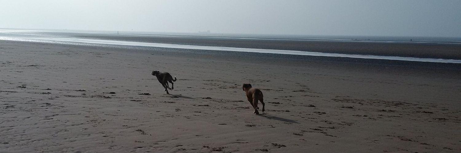 Help_Boxer_Dogs's profile banner image