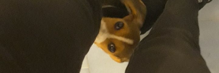 Koalaa98's profile banner image