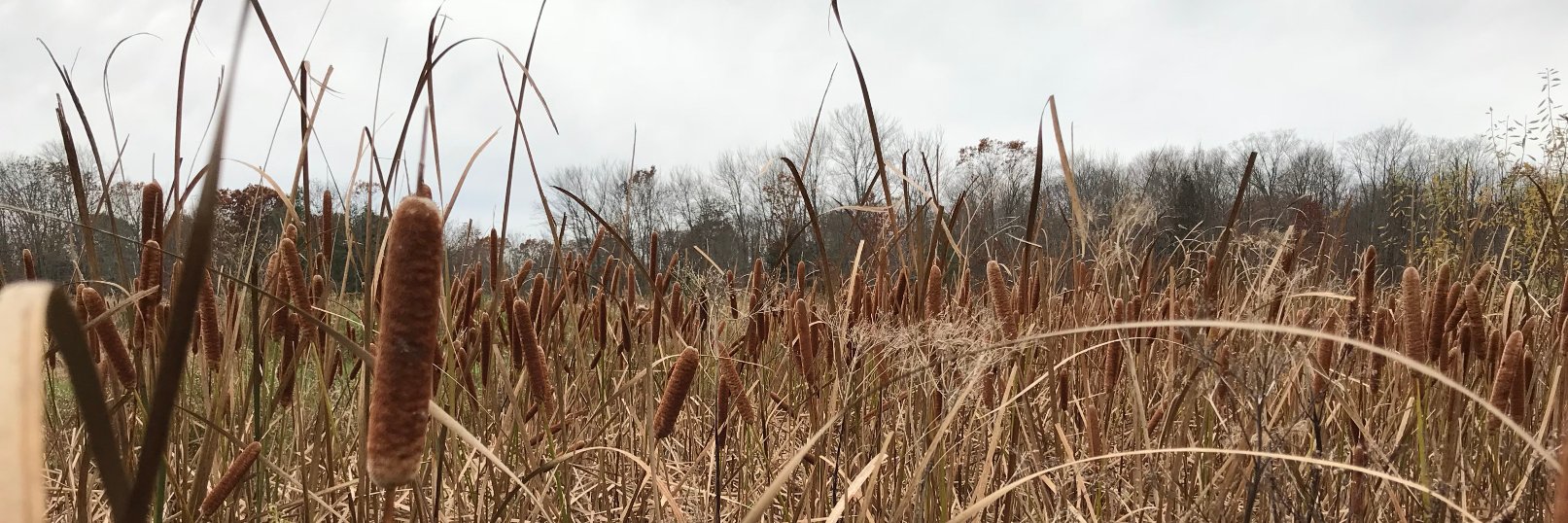 Chris Spiering banner