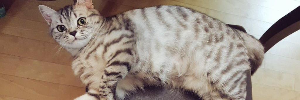 cat_hd_'s profile banner image