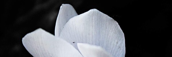 olwenstore Profile Banner