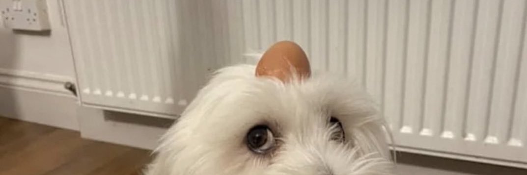 nicoliviam's profile banner image