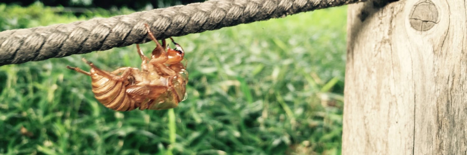 HaluluUlala's profile banner image