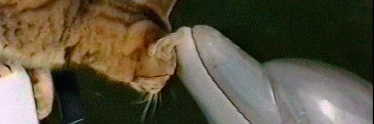 PBEandcat's profile banner image