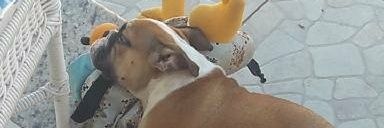 CinthiaCarvalh0's profile banner image
