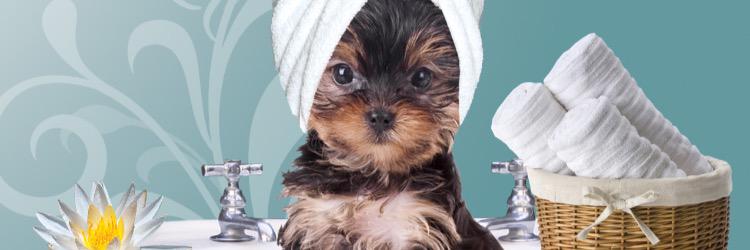 WagmorHotel's profile banner image