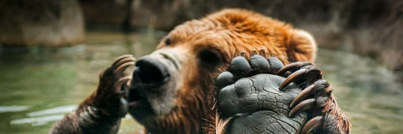 Bearlock_ed's profile banner image