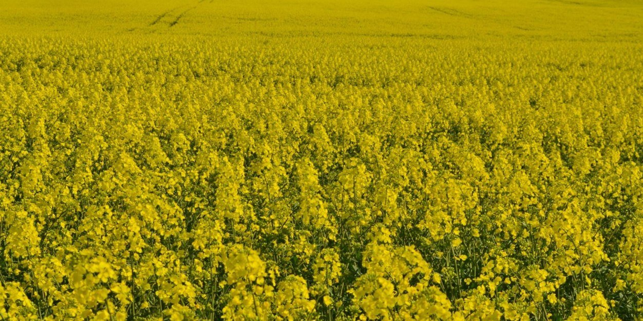 Helena Linge banner