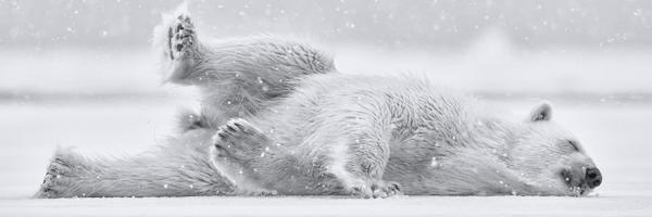 Riptodeha's profile banner image