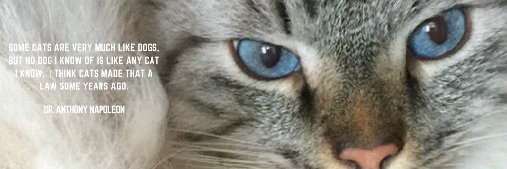 drnapoleonphd's profile banner image