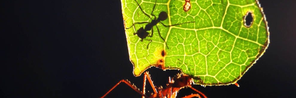 Freya Beamish banner