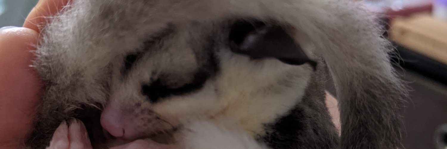 elekatayou's profile banner image