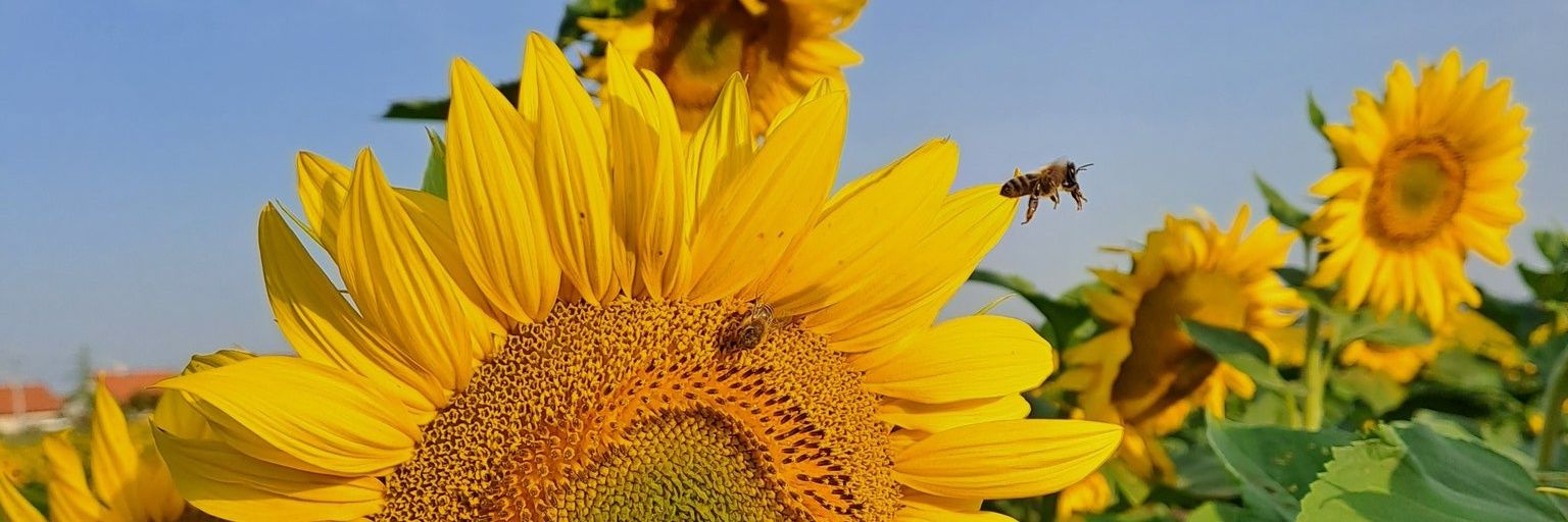 sunfl0werhere's profile banner image