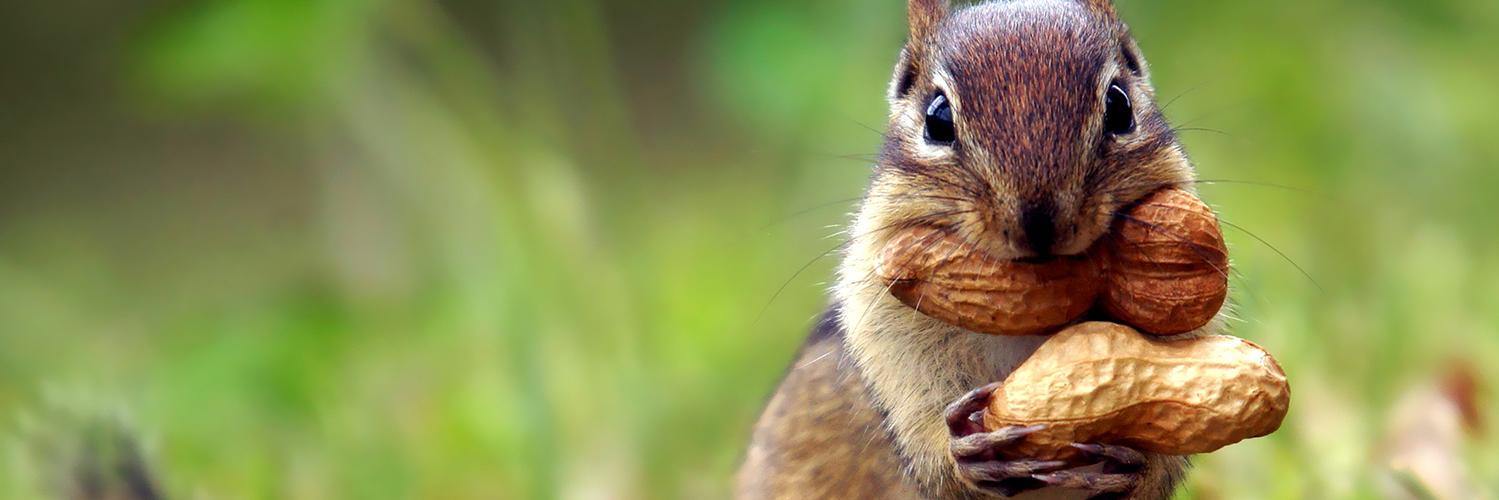 Animals_Feed's profile banner image