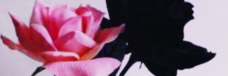 camilavine3's profile banner image