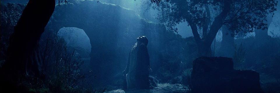 Auriga Viveros banner