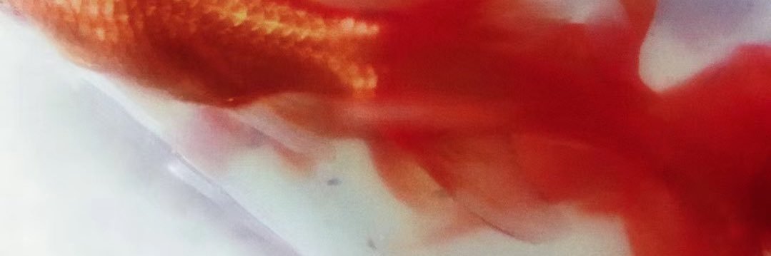 月見団子's banner