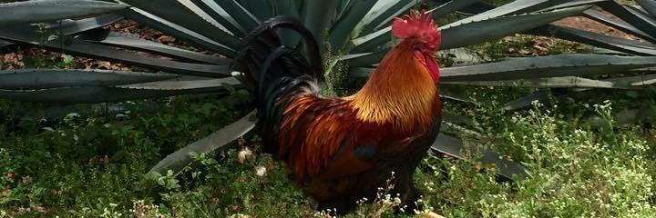 Heavy Metl Imports banner