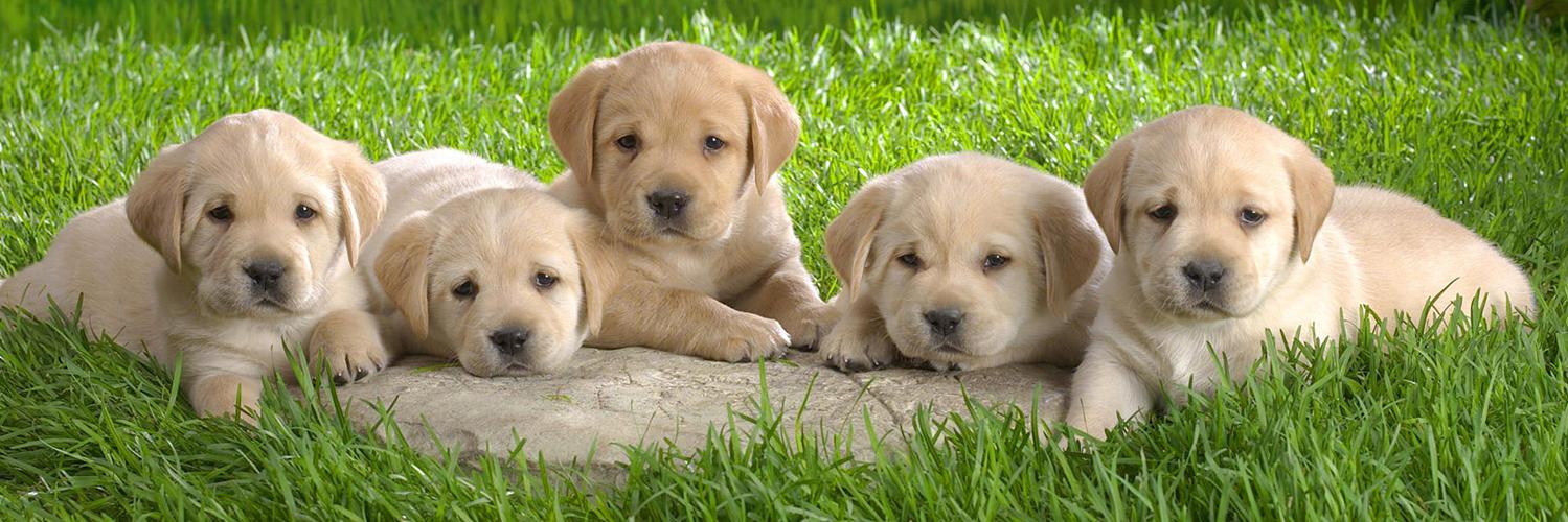 AmazingPups's profile banner image