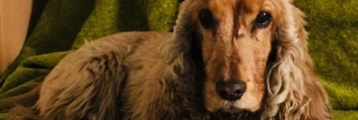 solapardo's profile banner image