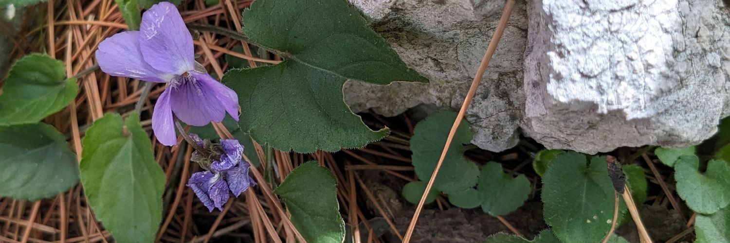 0000xaaaa's profile banner image