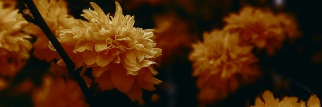 ivycloverbloom_'s profile banner image