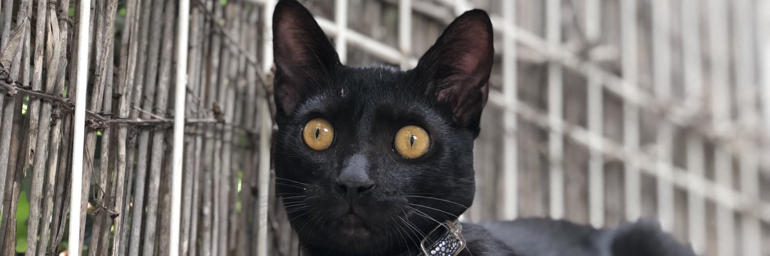 DenisseRoif's profile banner image