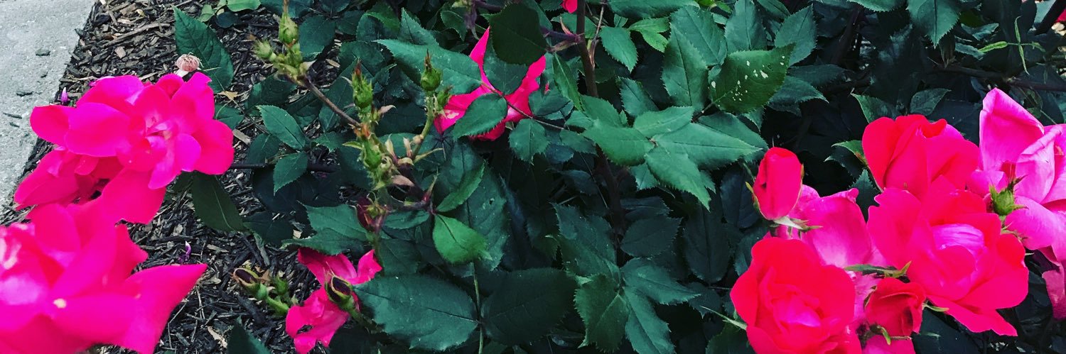 Bill Carl Johnson banner