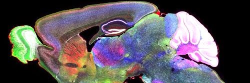 Oxford Neuroscience banner