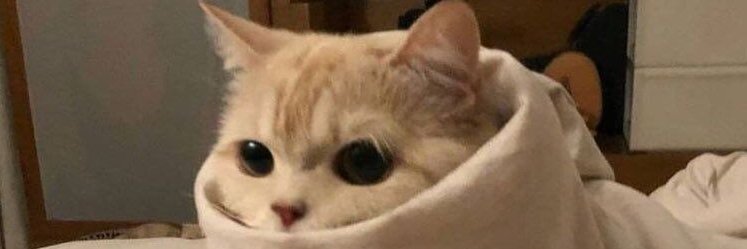 small kittens are cute's banner