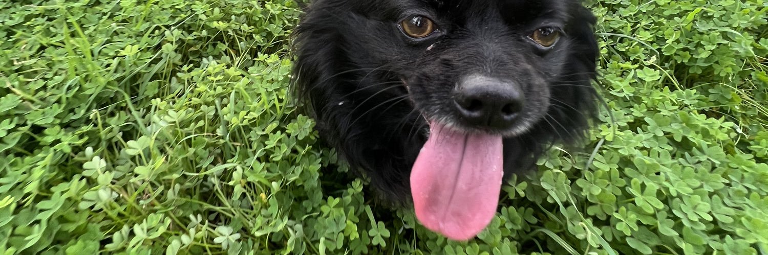 poopoopeepeeq's profile banner image