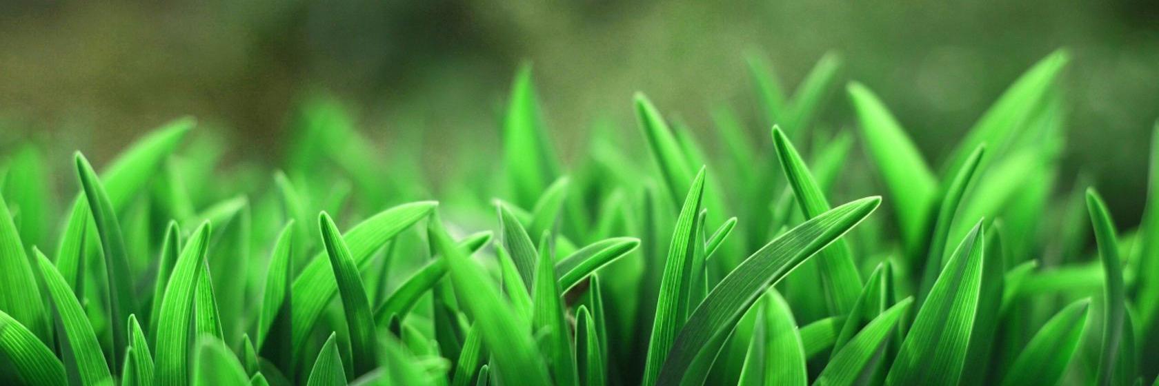 Mount Pearl FC banner