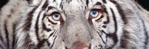 Mishian_C's profile banner image