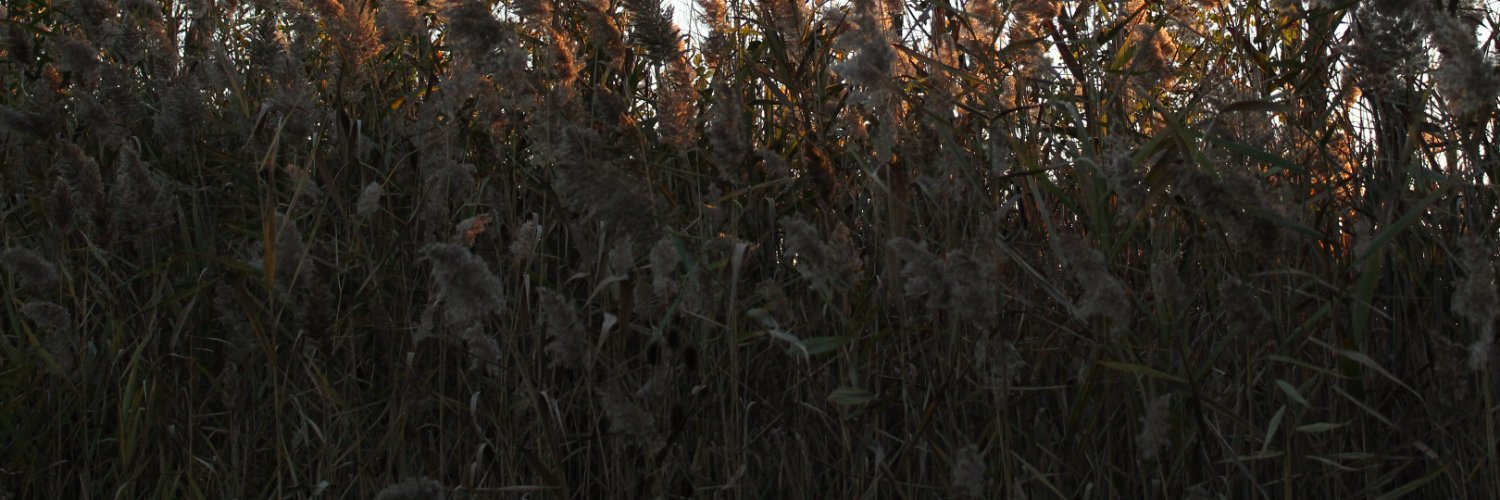 rd_nx's profile banner image