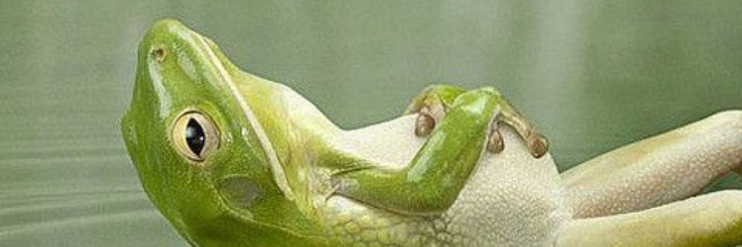 EscuderoEmerald's profile banner image