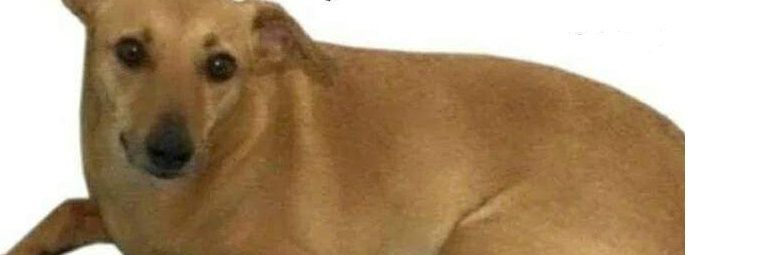 Valeria Marques banner