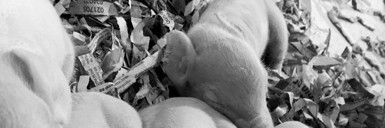 annabosch26's profile banner image
