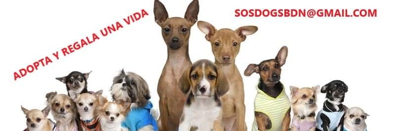 SOSDOGSBDN's profile banner image